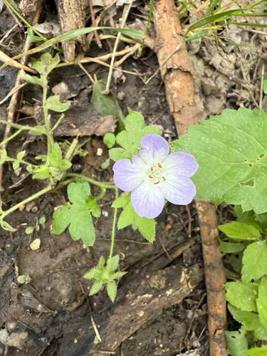 Largeflower Baby Blue Eyes