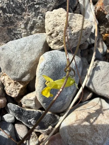 Yellow Twining Snapdragon — photo by Matt Berger