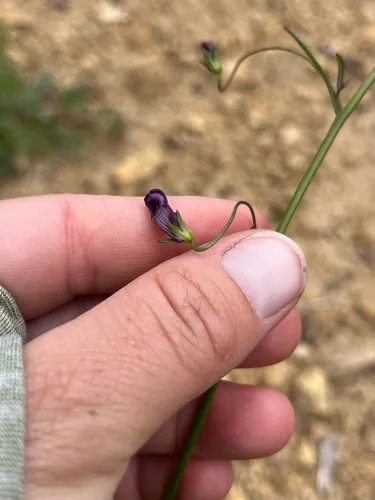 Kellogg Snapdragon