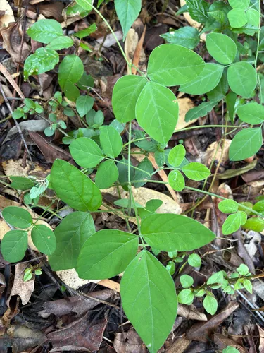 Perennial Soybean — photo by Zoe Anthony Quested