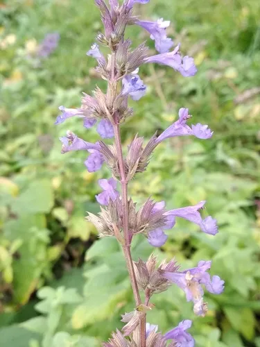 Caucasus Catmint