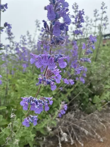 Raceme Catnip