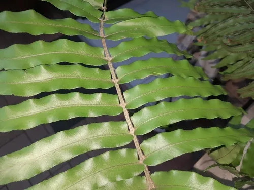 Giant Swordfern