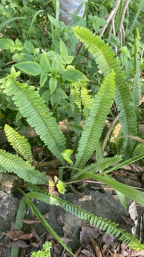Narrow Swordfern