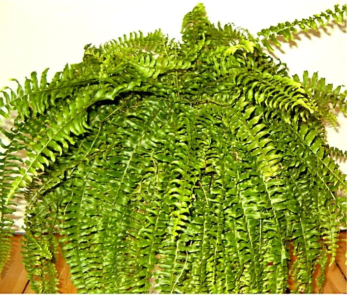 Boston Swordfern