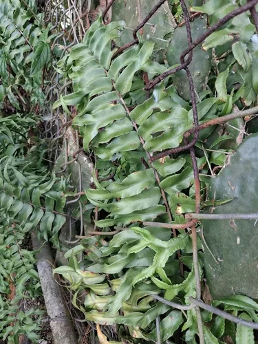 Fishtail Swordfern — photo by Kurt Miller