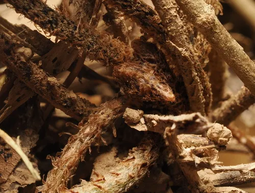 Scaly Swordfern