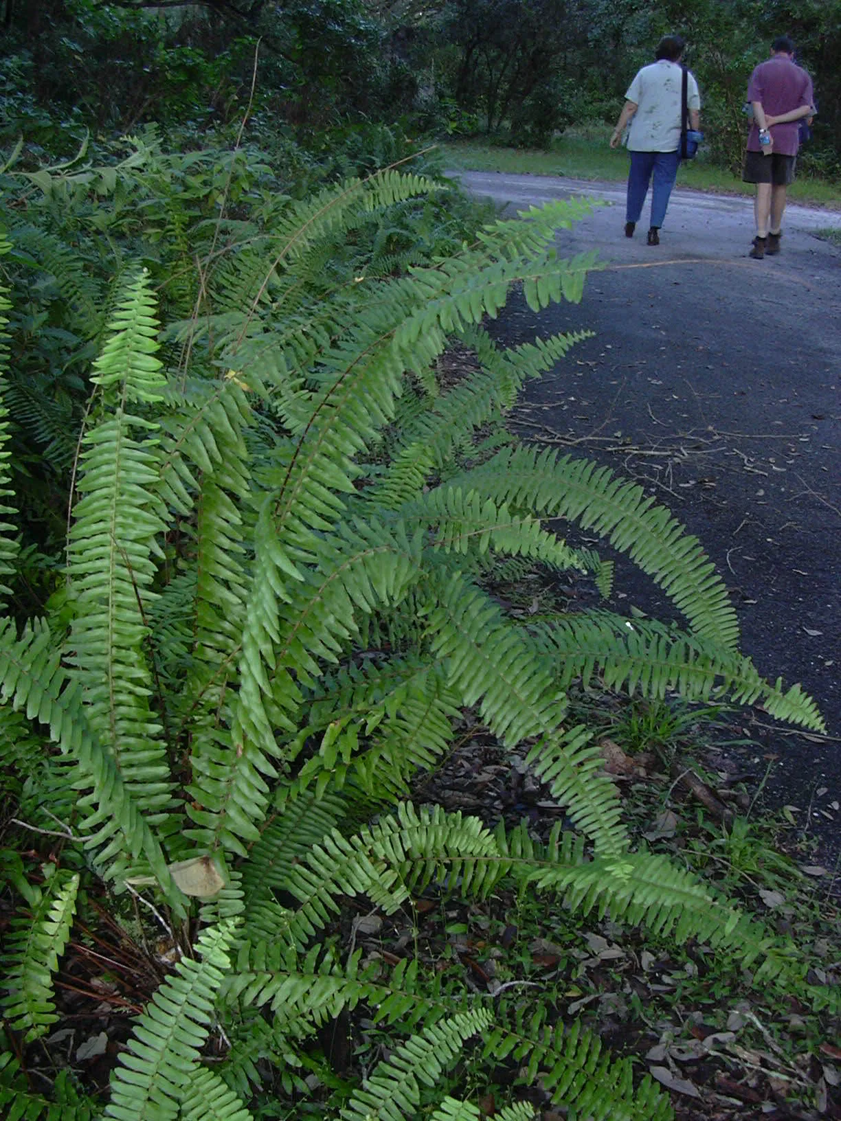 Asian Swordfern — photo by Forest & Kim Starr