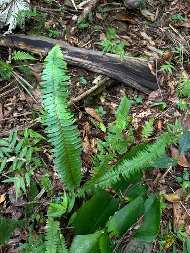 Streamside Swordfern