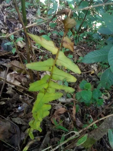 Annual Swordfern