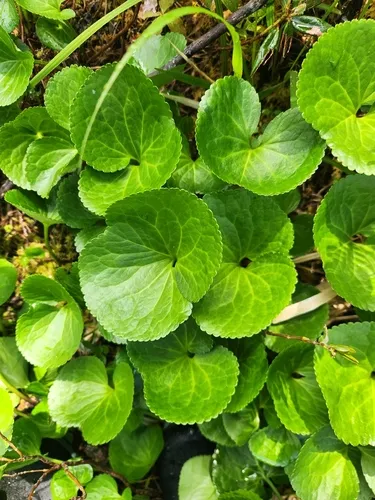 Deercabbage