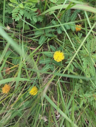Yellow Puff