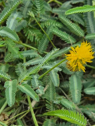 Tropical Puff