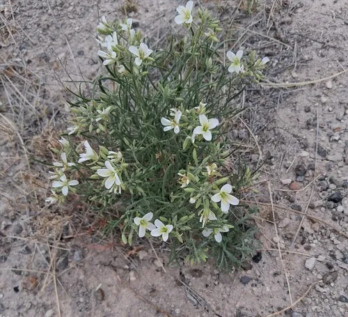White Sands Fanmustard