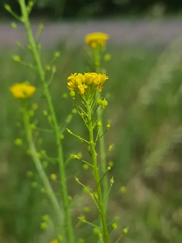 Ballmustard — photo by Věra Kafková
