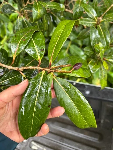 Hawai'i Olive — photo by rmagers