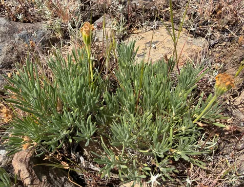 Narrowleaf Mock Goldenweed — photo by James H. Thomas