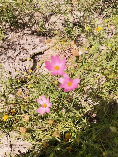 Edwards' Hole-in-the-sand Plant — photo by juanloredo