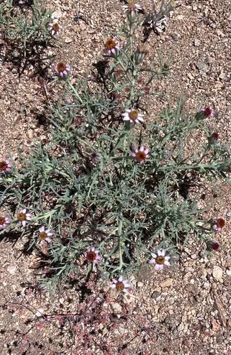 Mojave Hole-in-the-sand Plant — photo by Jan Thompson