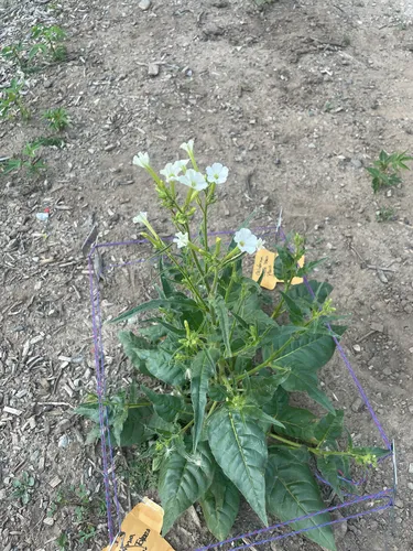 Manyflower Tobacco — photo by Alex Binck
