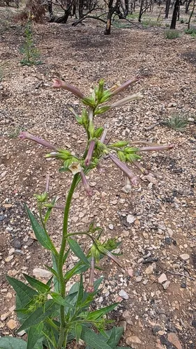 Coyote Tobacco