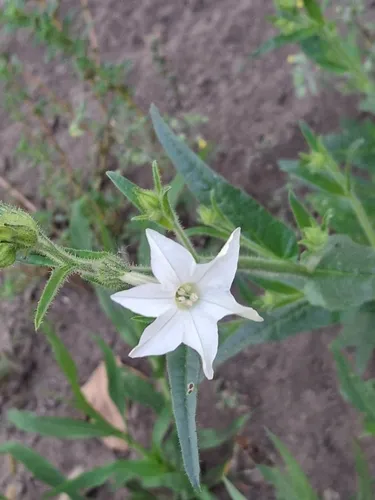 Indian Tobacco