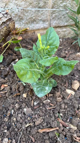 Aztec Tobacco — photo by Bernard Virgin