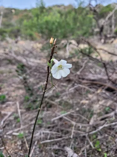 Australian Tobacco