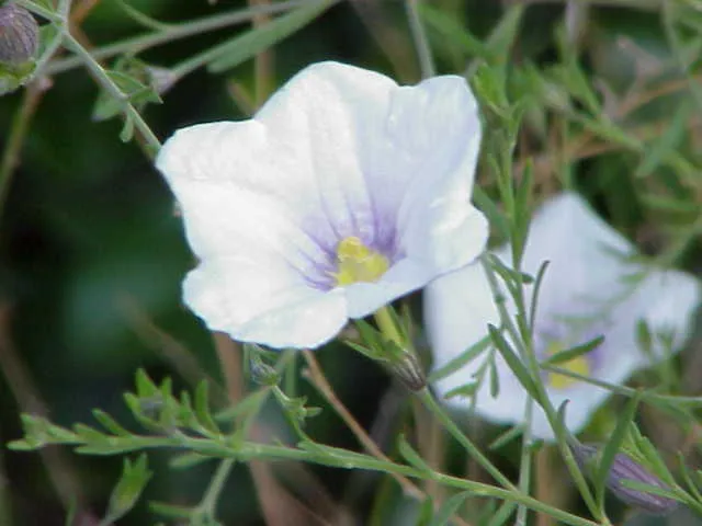 Broom Cupflower