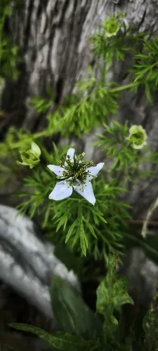 Black Cumin