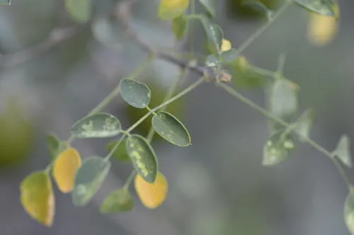 Schott's Yellowhood