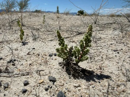 Amargosa Niterwort