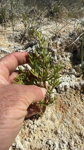 Boraxweed — photo by pajricha