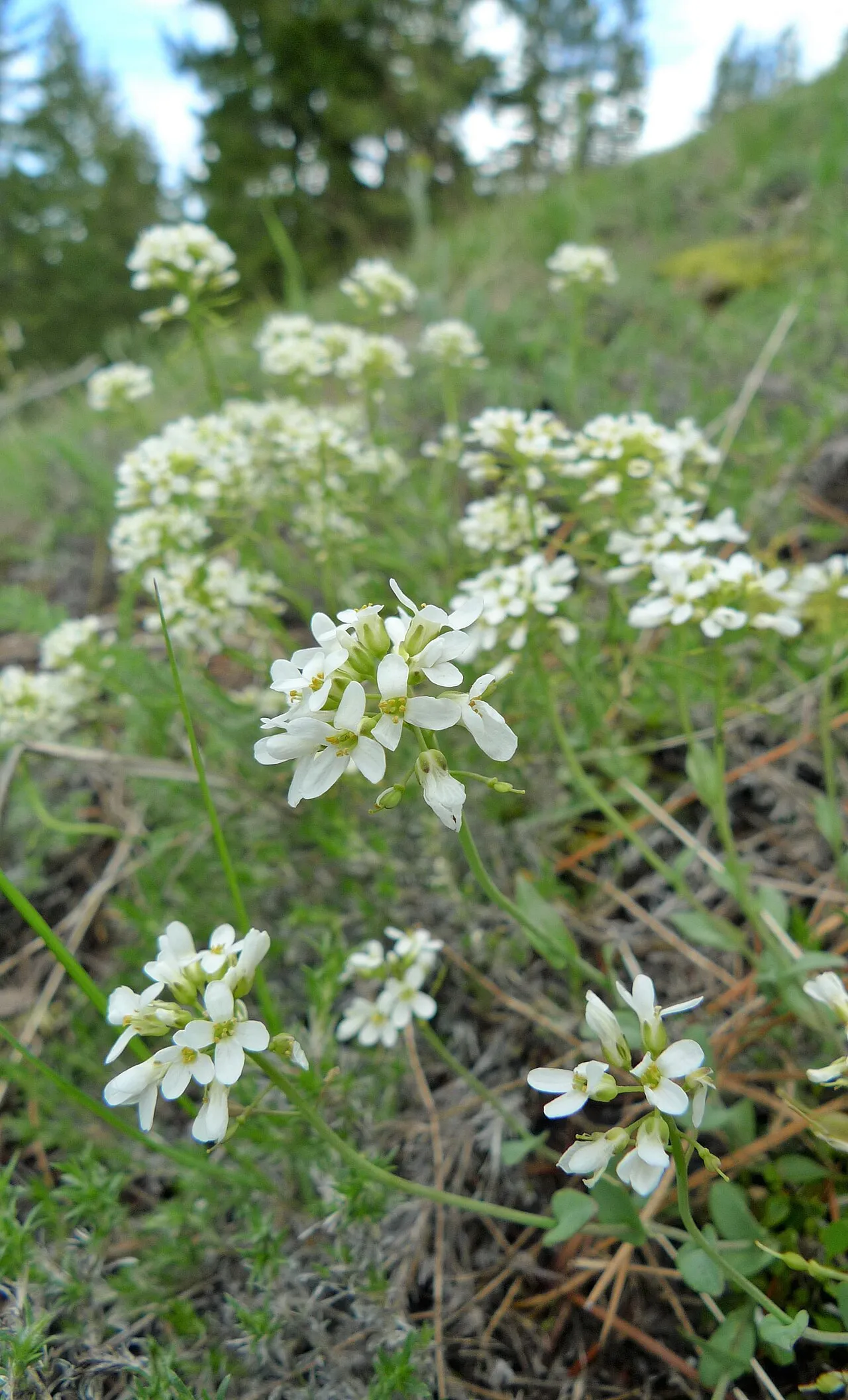 Alpine Pennycress (subsp. glauca) — photo by Thayne Tuason