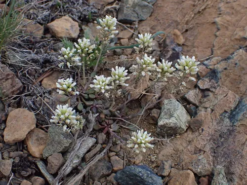 Fendler's Pennycress