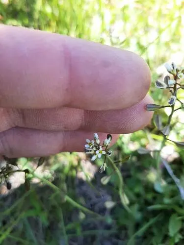 Meadow Pennycress