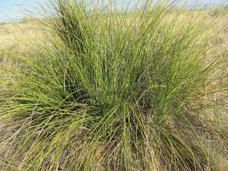 Trans-Pecos Beargrass — photo by Fritz Hochstaetter