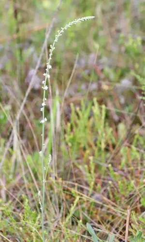 Florida Beargrass