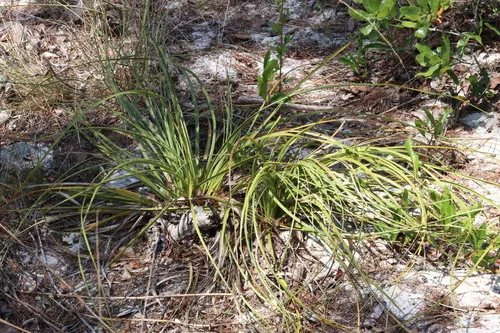 Britton's Beargrass