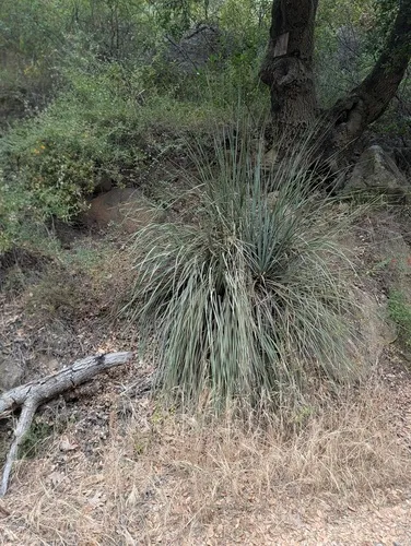 Peninsular Beargrass — photo by Trevor Van Loon