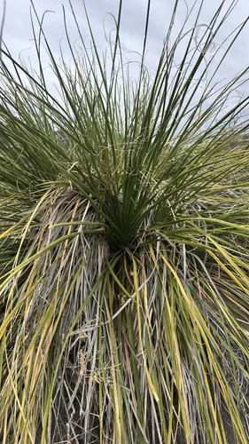 Foothill Beargrass