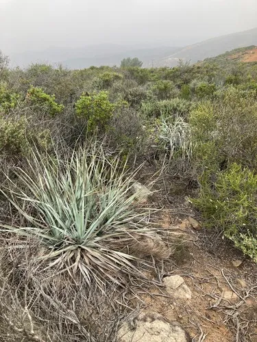 Dehesa Beargrass