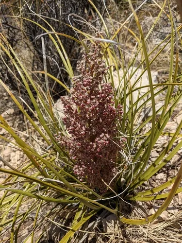 Chaparral Beargrass
