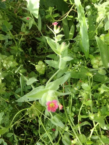 Rose Monkswort