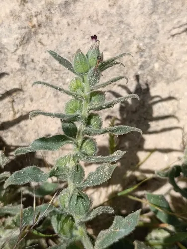 Red Monkswort