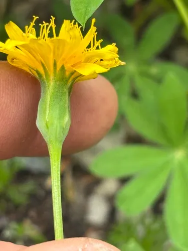 Alpine Lake False Dandelion