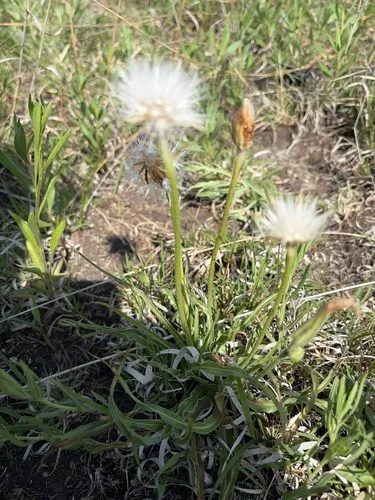 Prairie False Dandelion