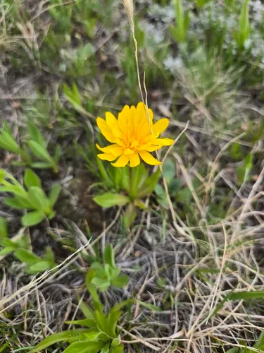 Speckled False Dandelion