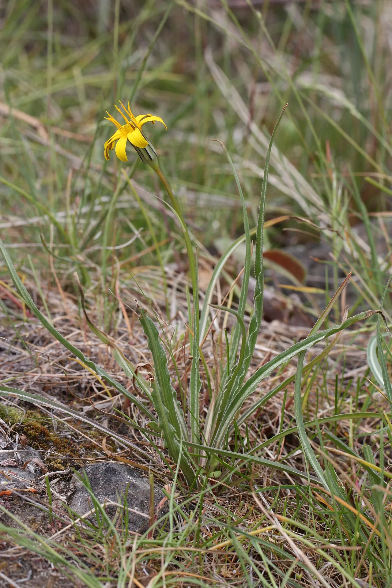 Sagebrush False Dandelion — photo by Walter Siegmund (talk)