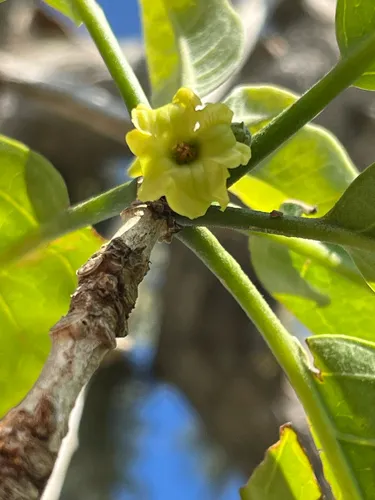 Smallflower Aiea
